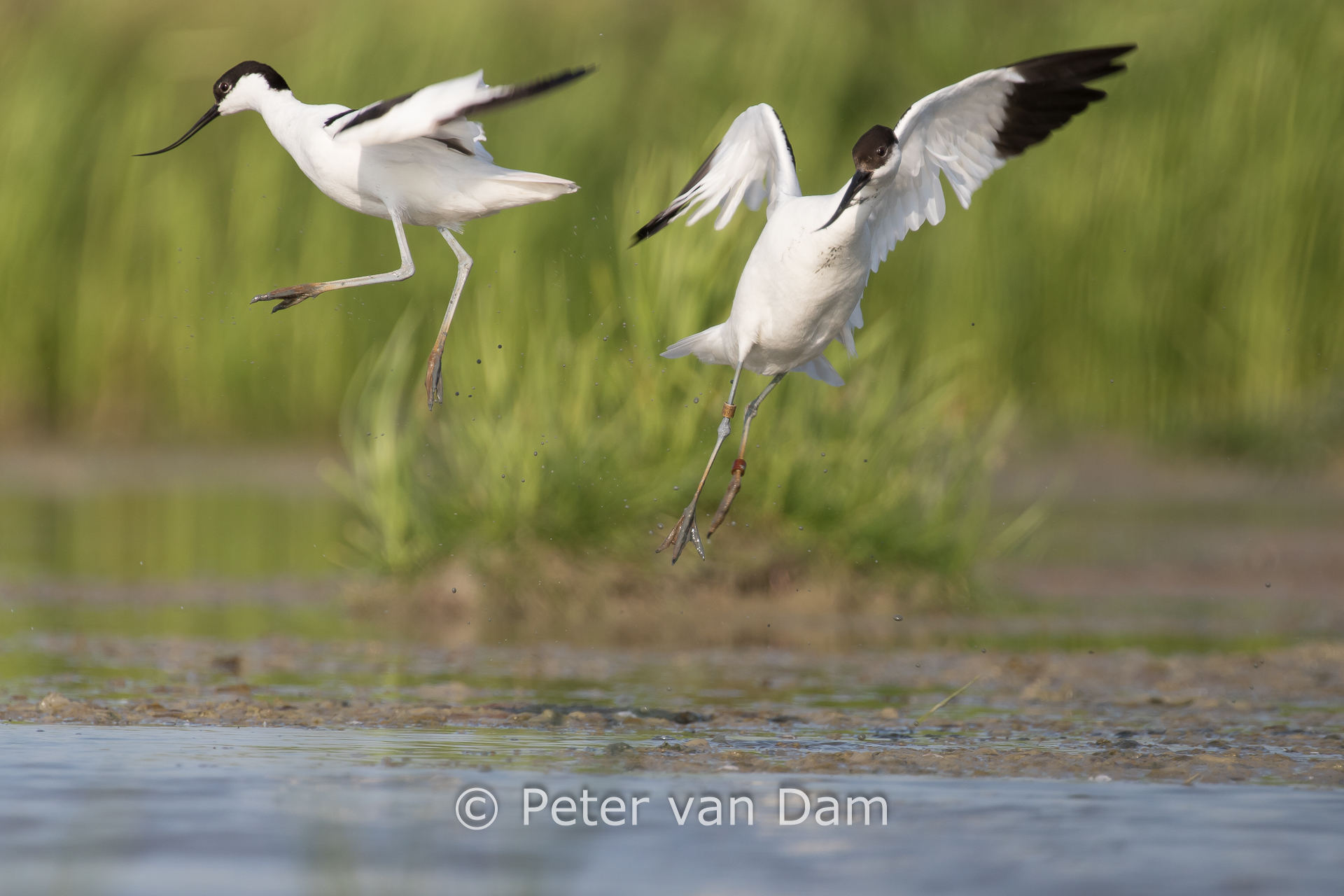 Dancing Avocets