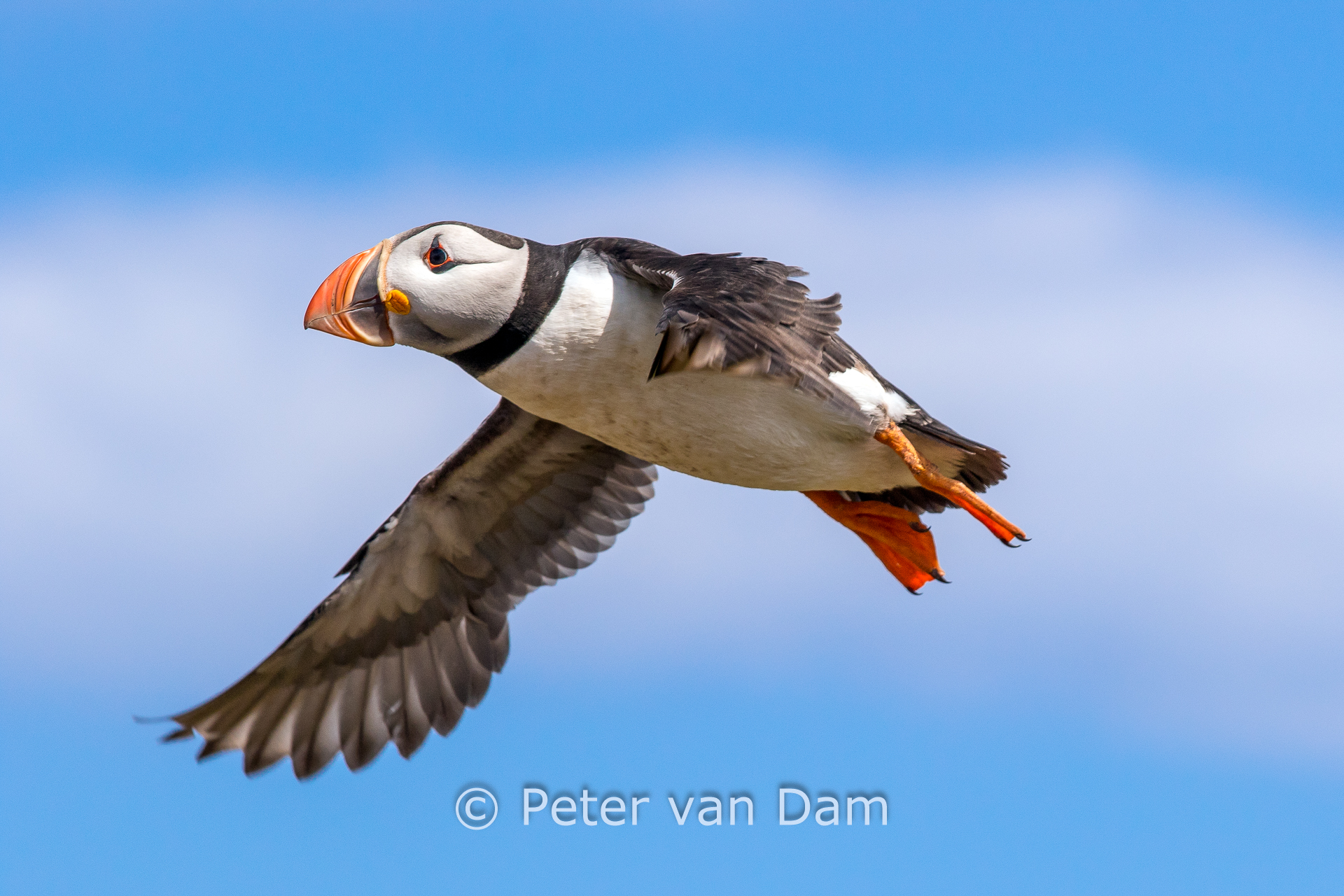 Puffin