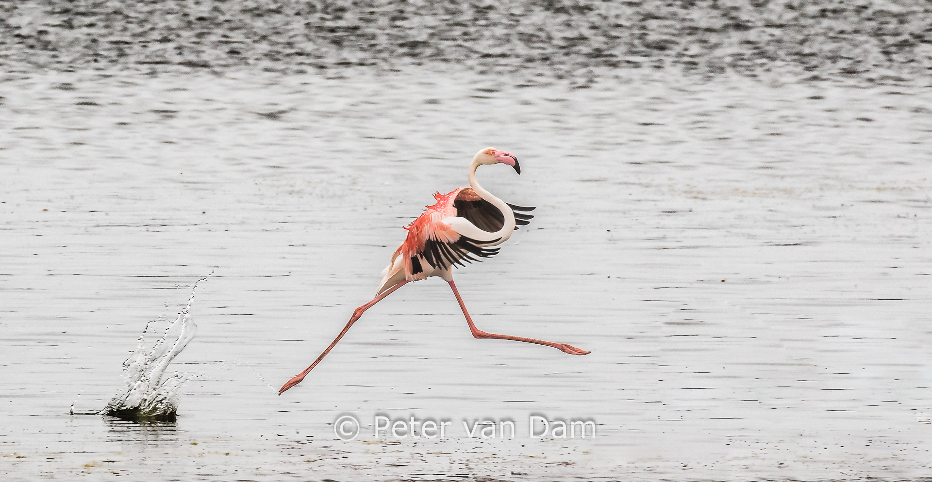 Grand Jete