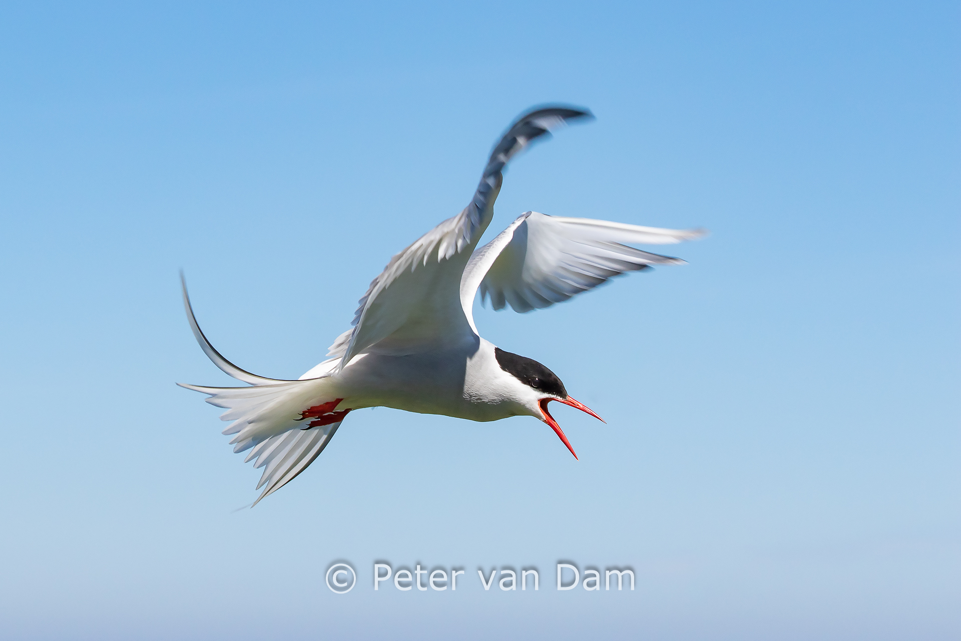 Arctic tern