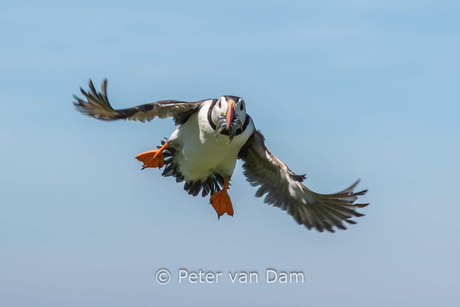 Puffin with a catch