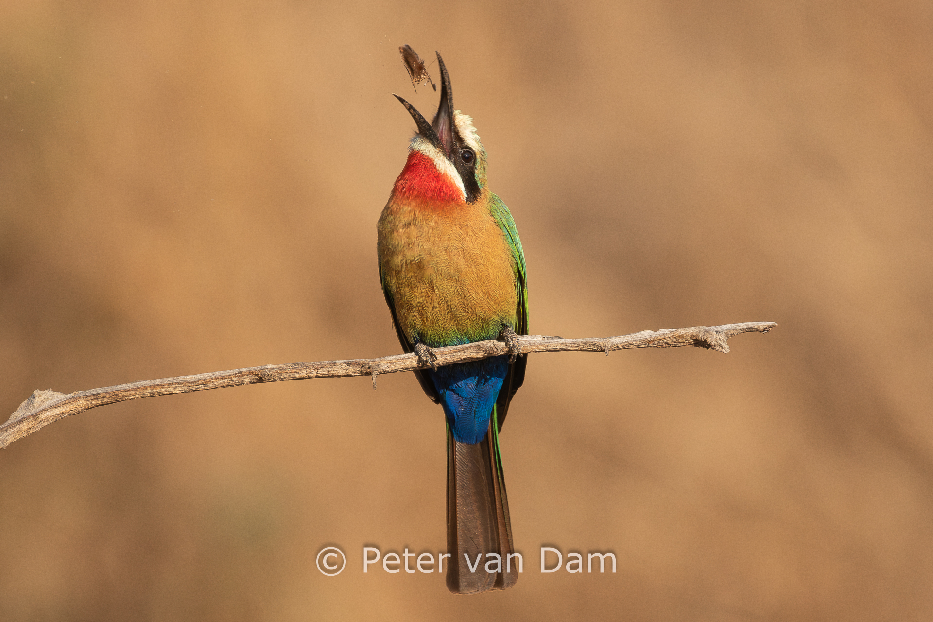 bee-eater