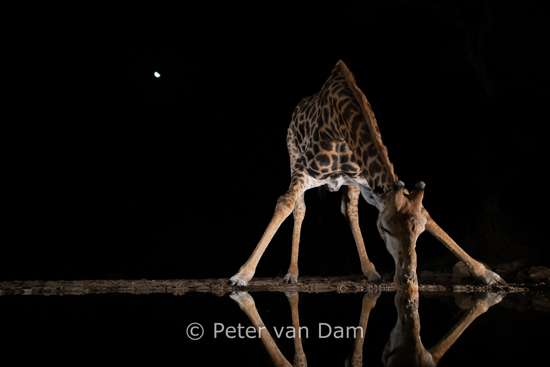 Giraffe in the moonlight