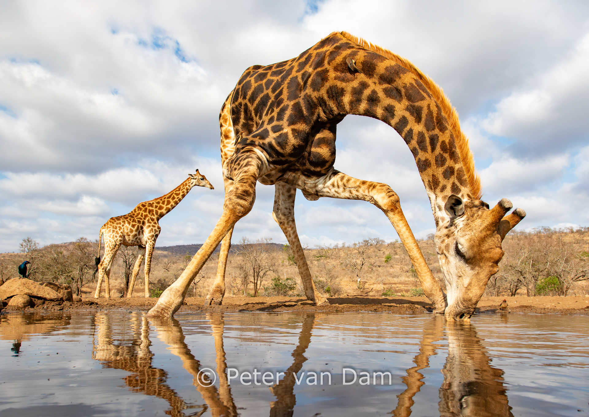 Great thirst