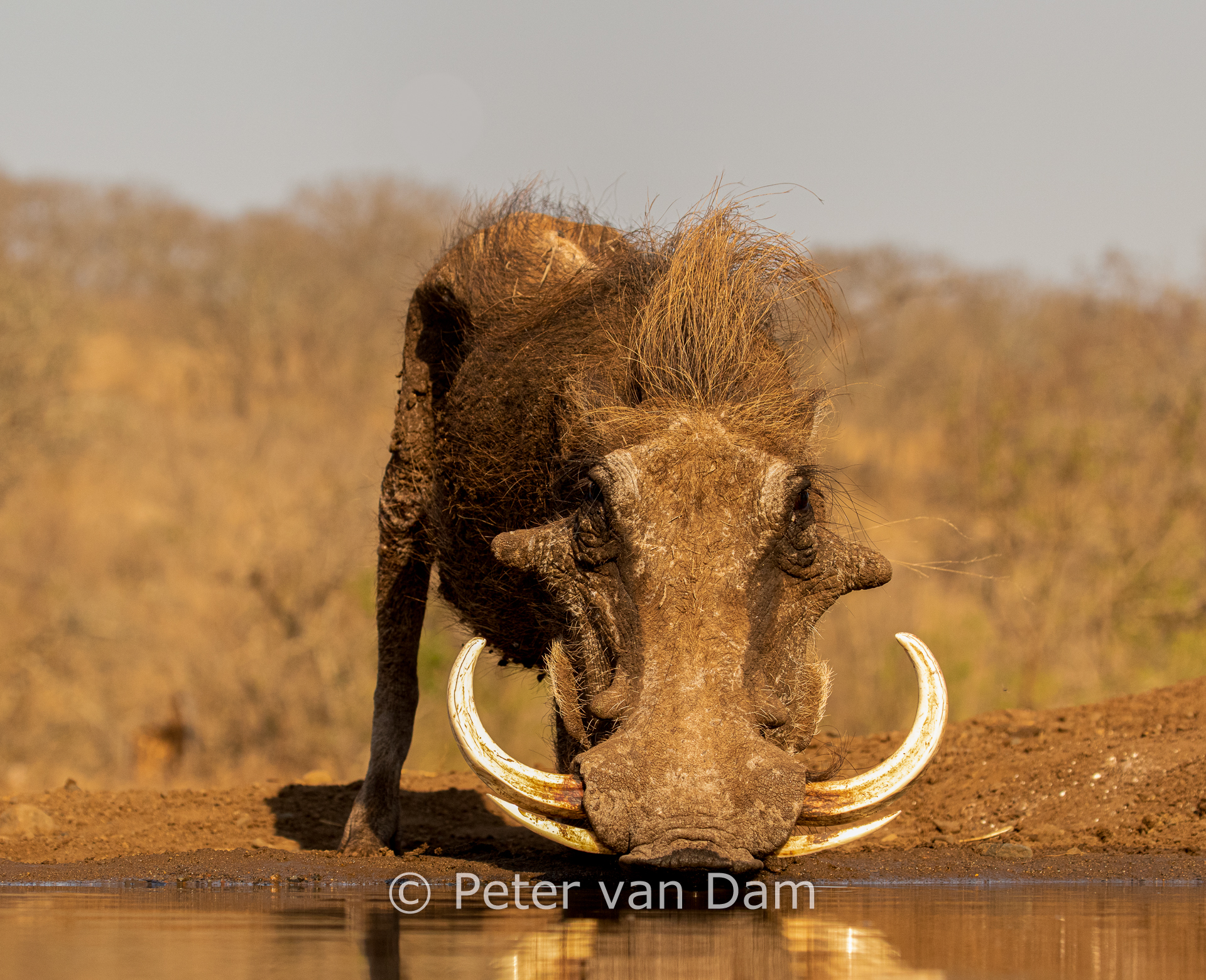 Tusks