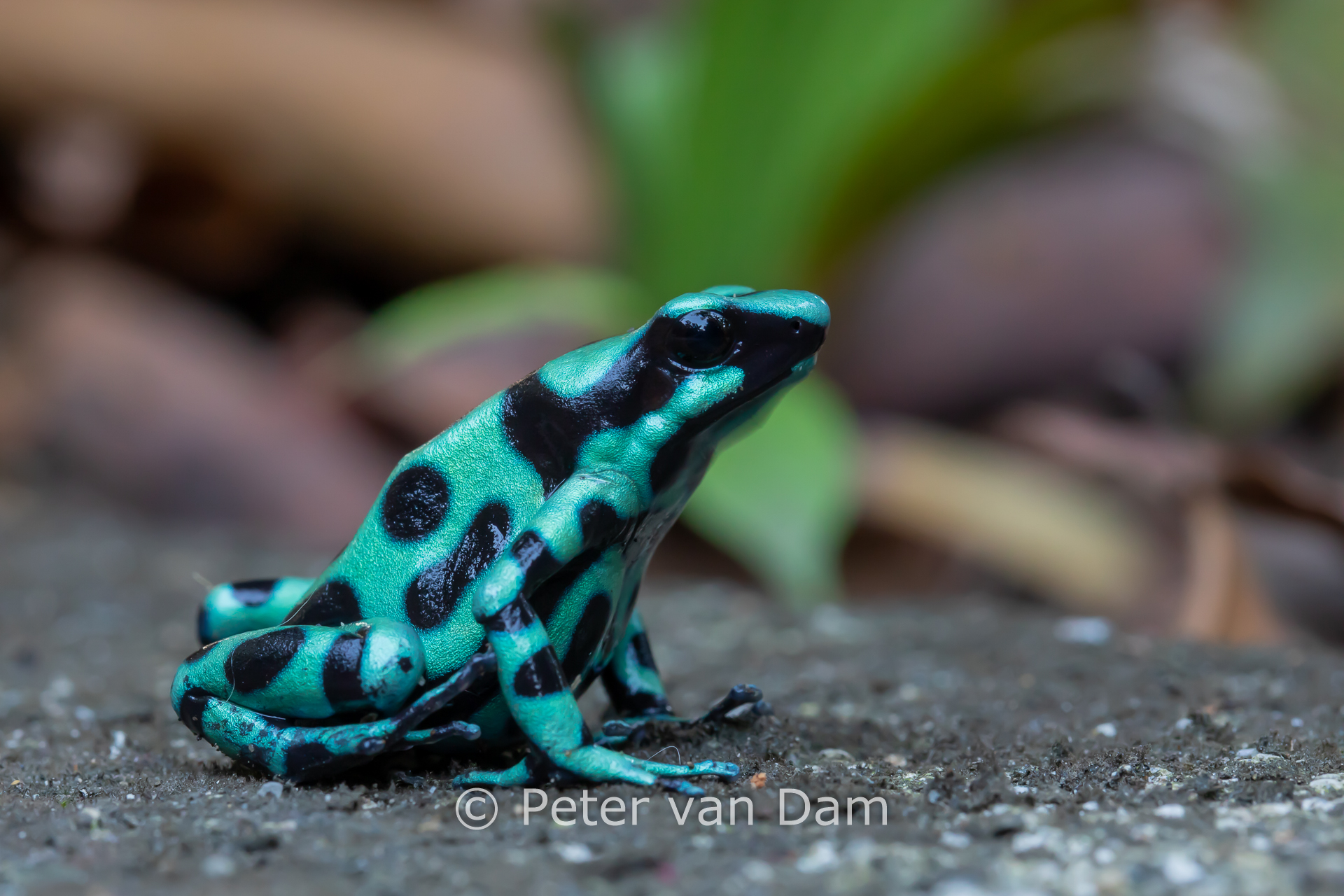 Black-and-green poison dart frog