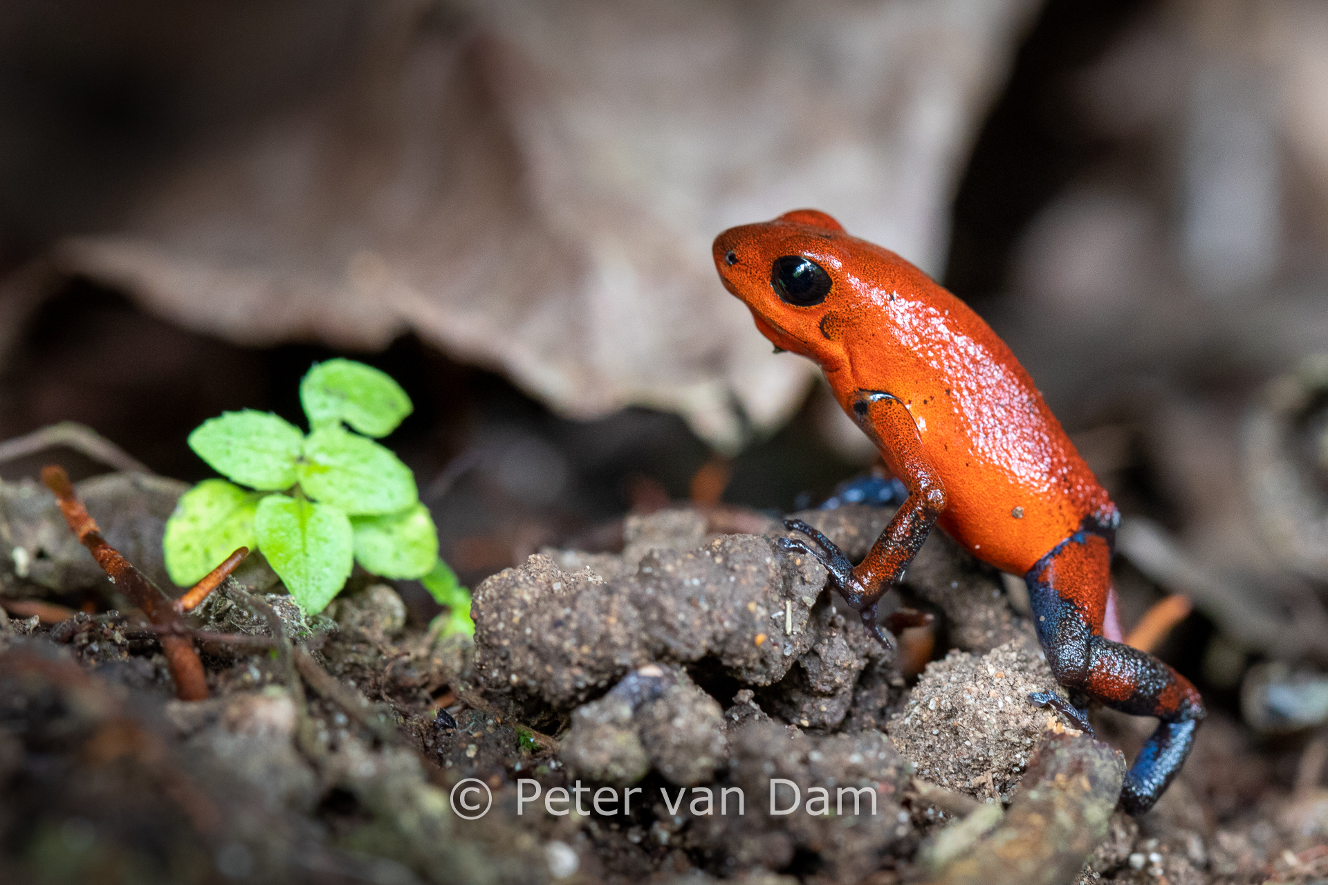 Blue Jeans color morph dart frog