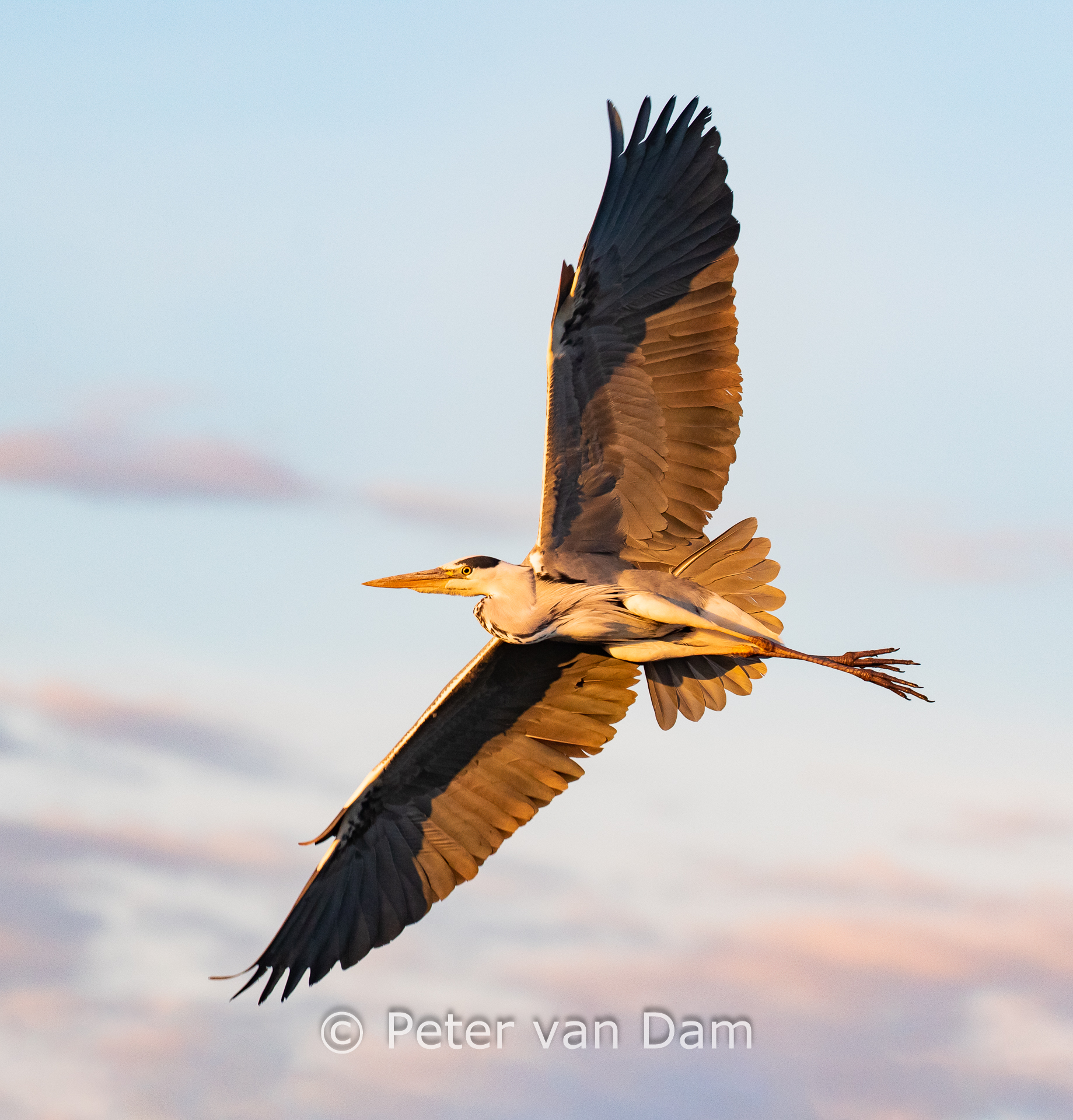 Blue heron