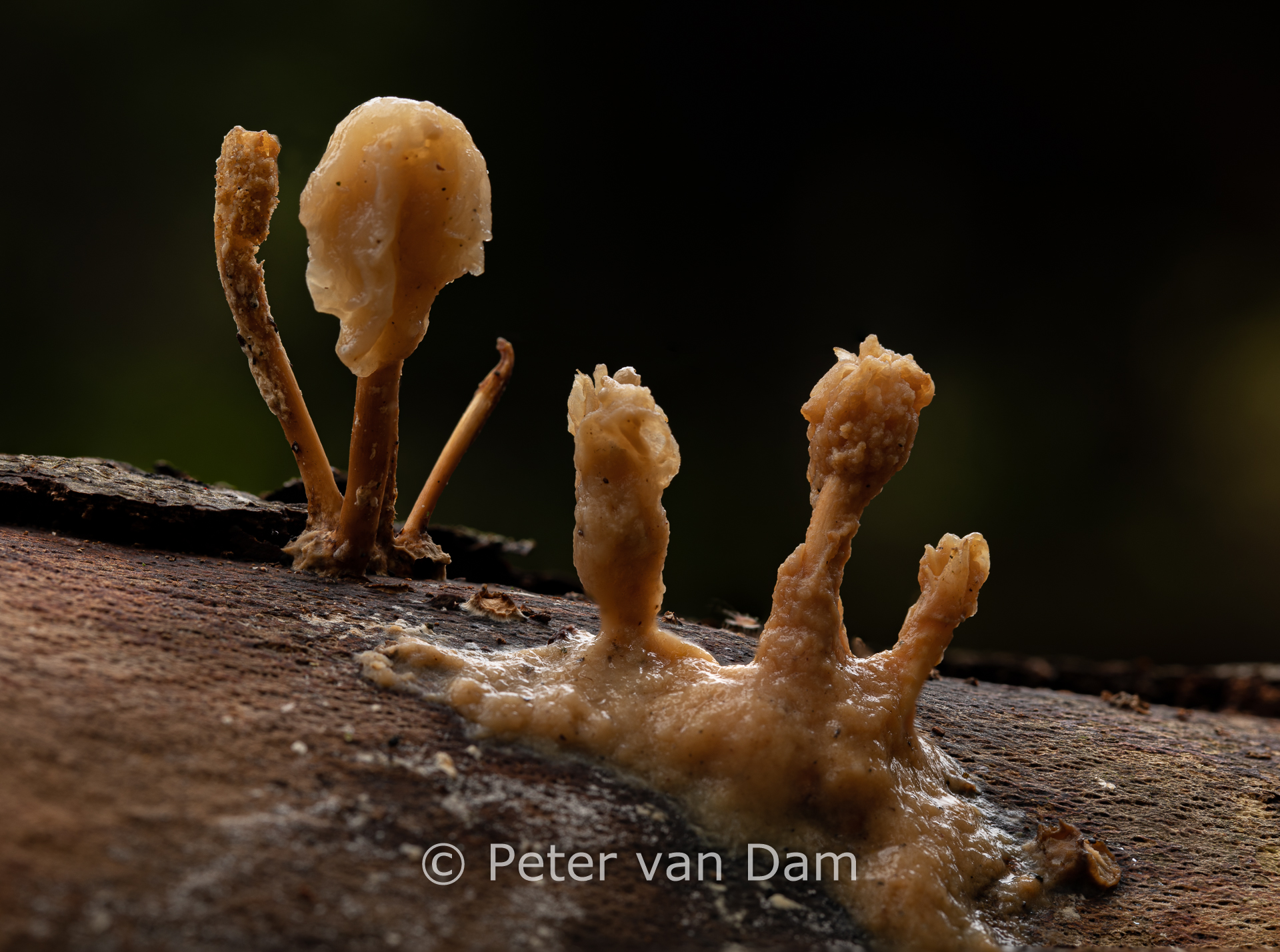 Jelly Fungi