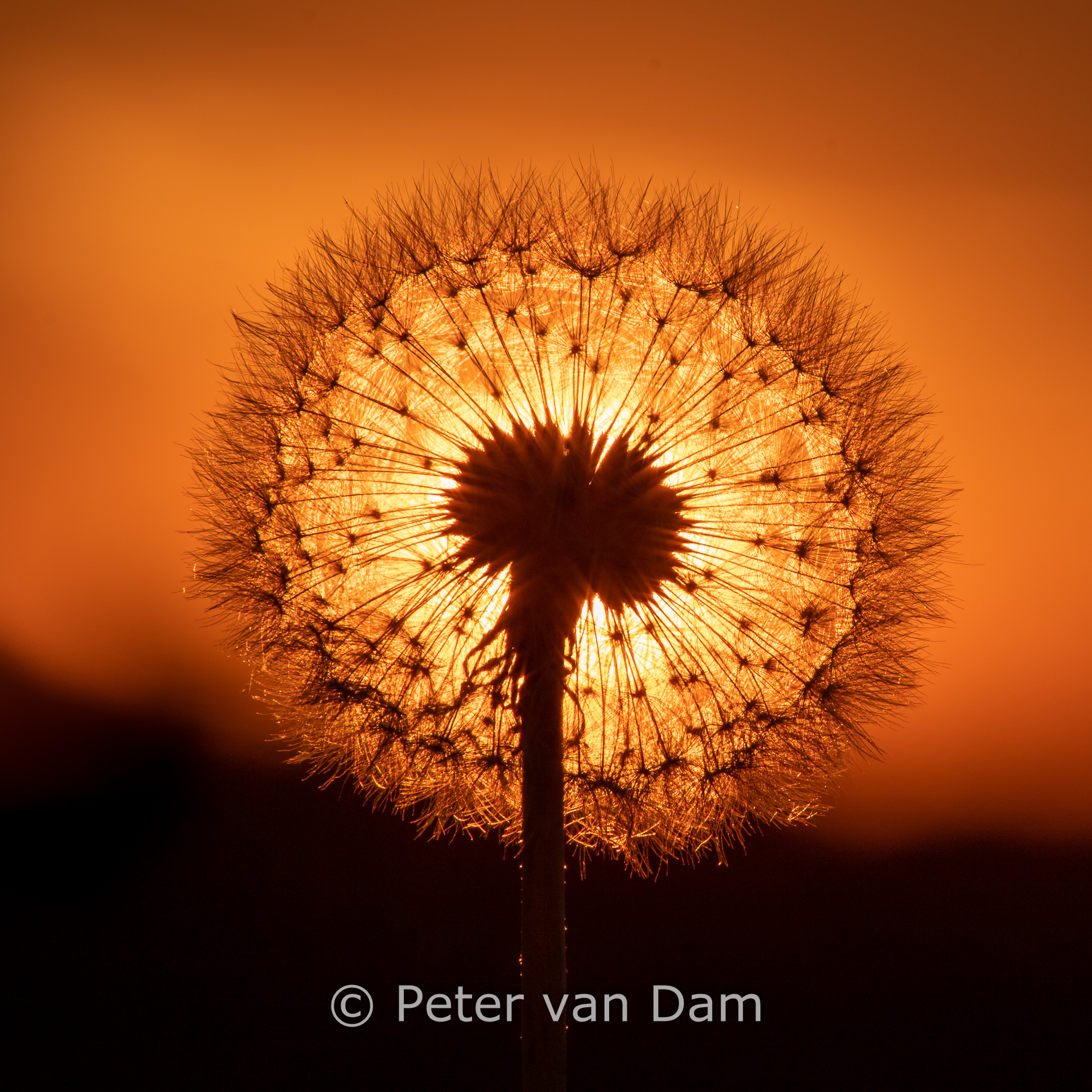 Dandelion sunset