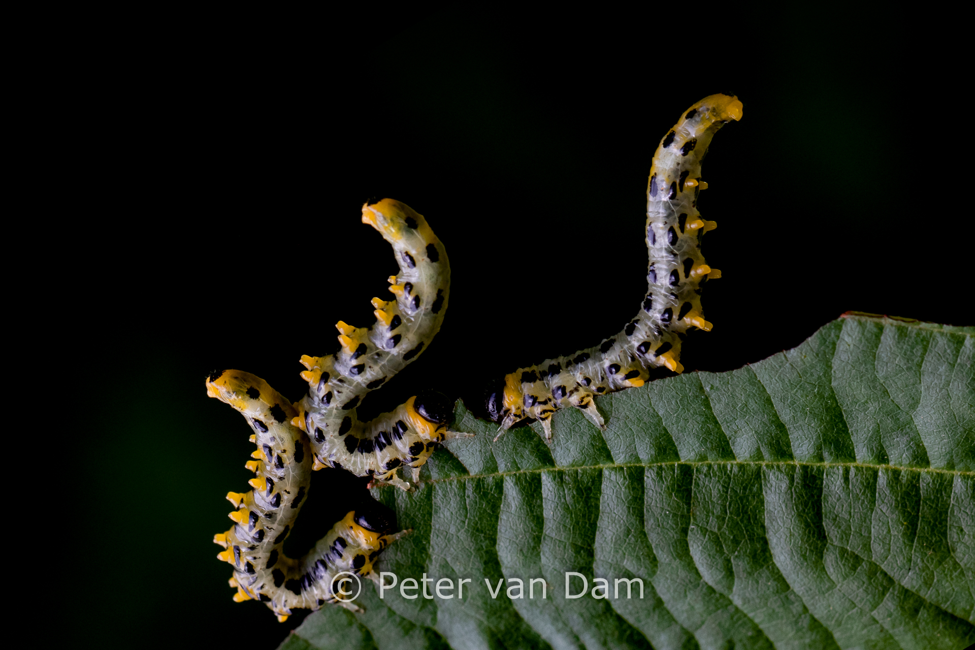 Sawfly larvae