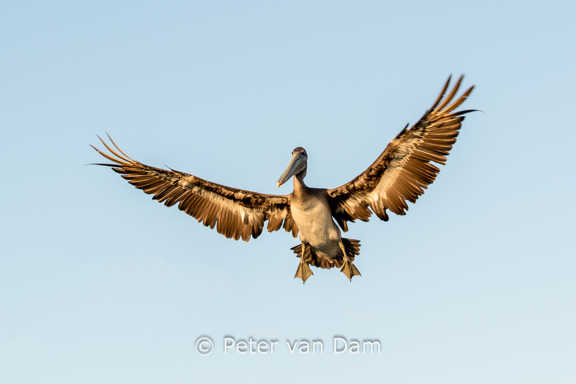 Brown Pelican
