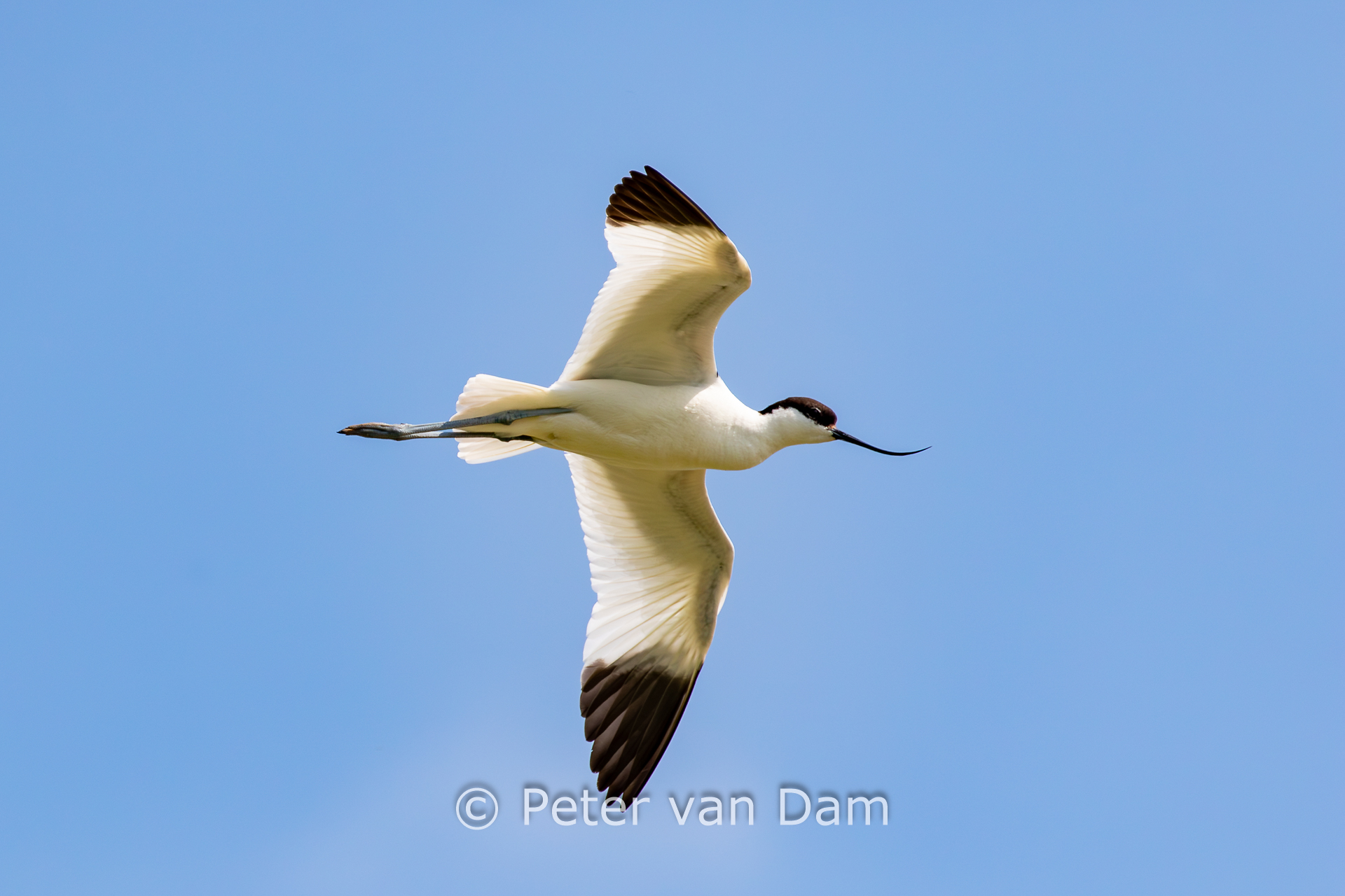 Common avocet