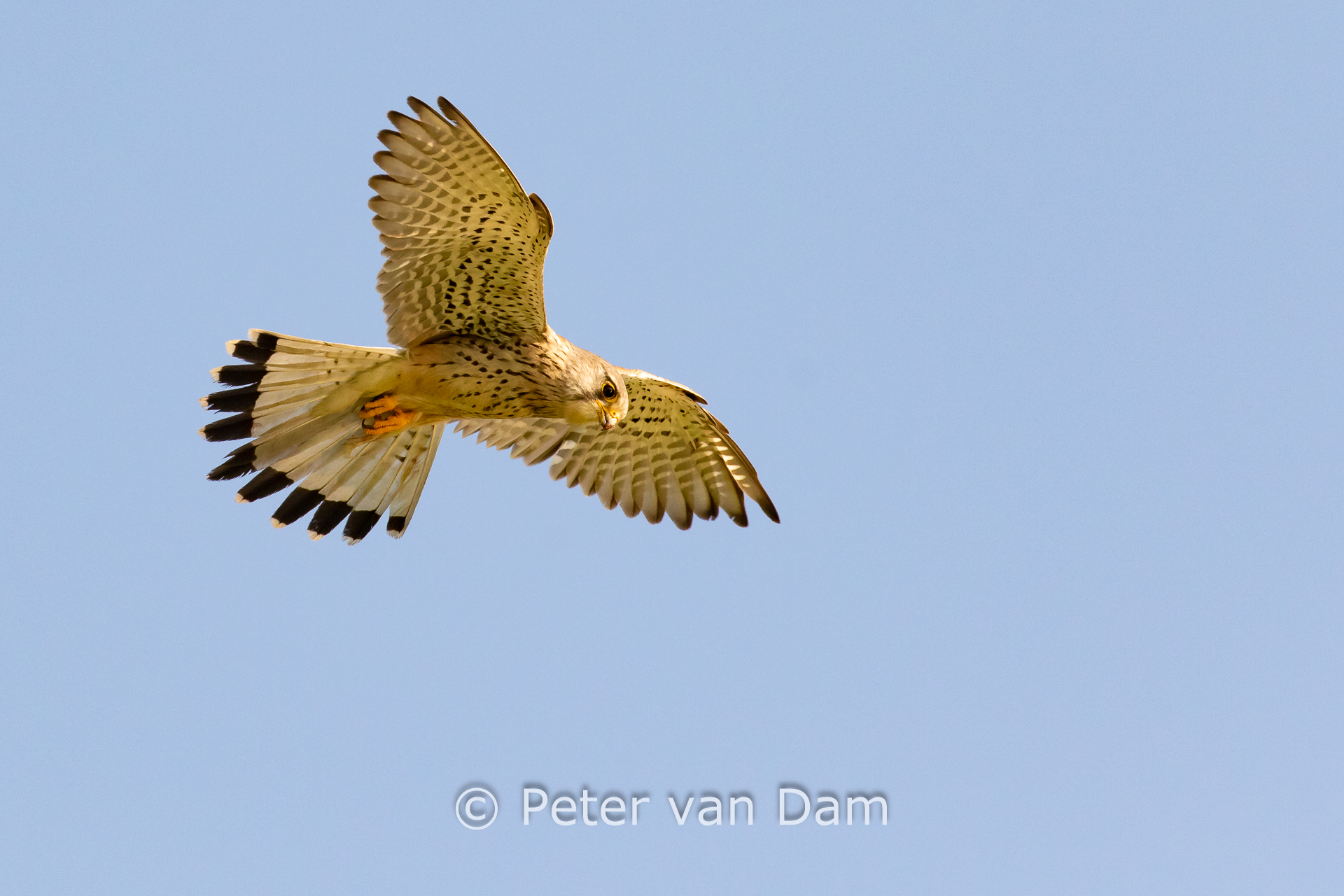 Common kestrel