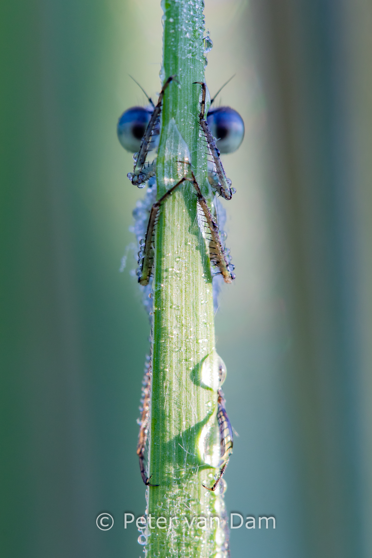 Morning dew