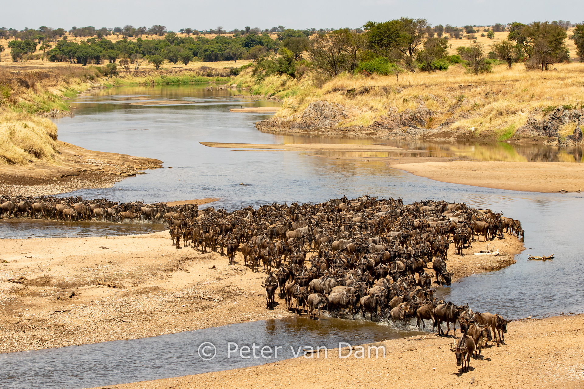Mara river crossing