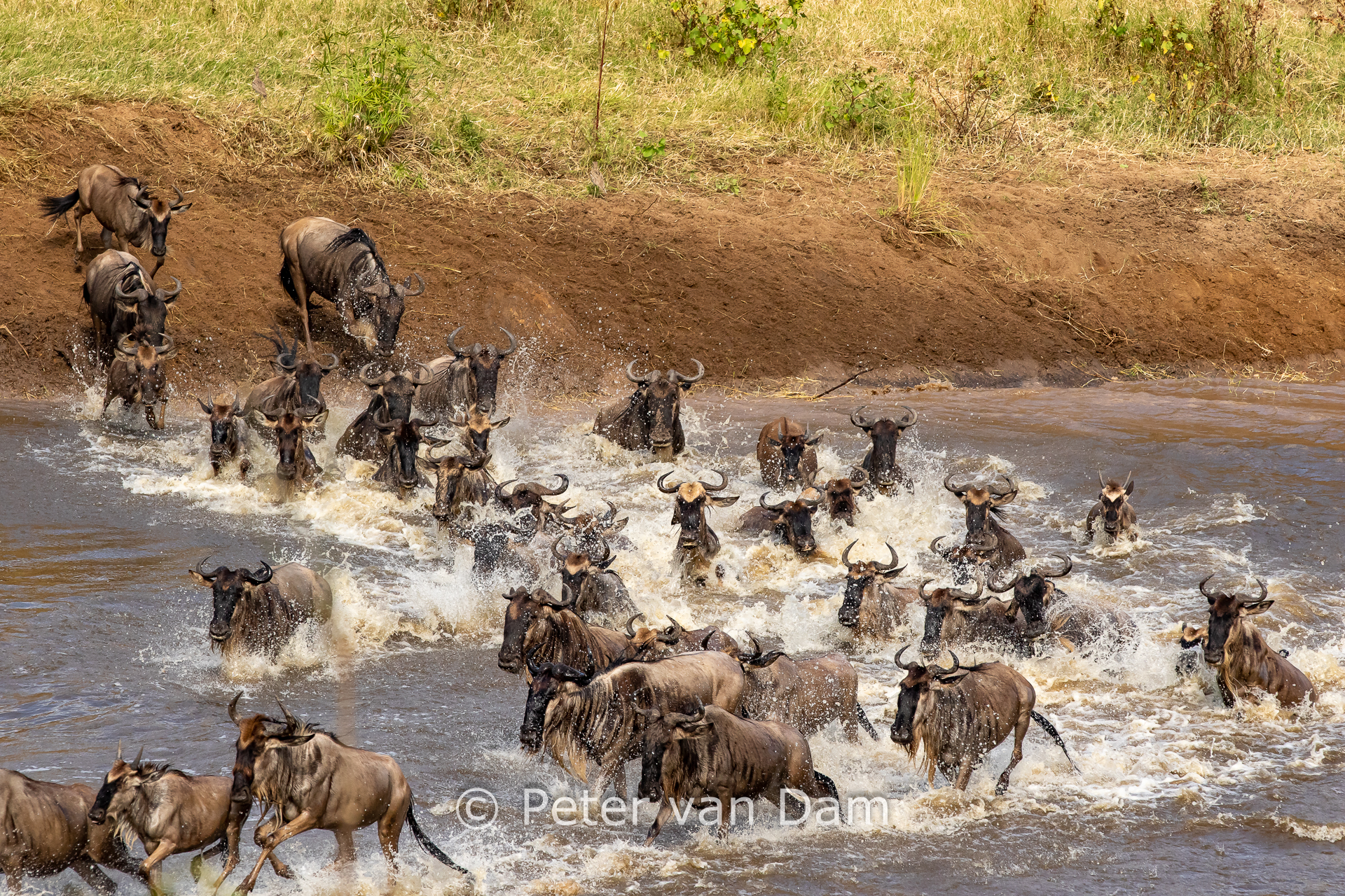 Mara river crossing