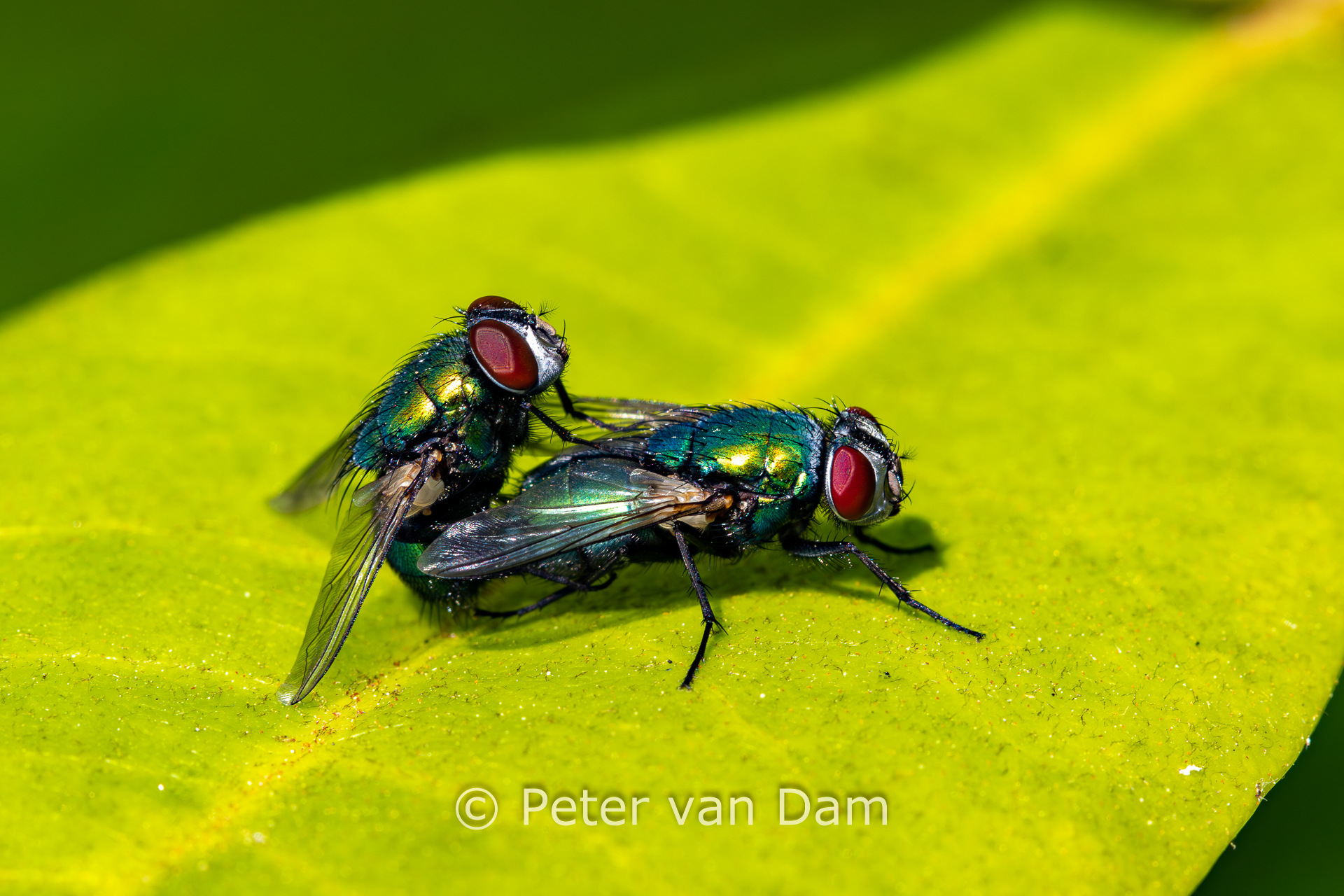 Blow flies mating
