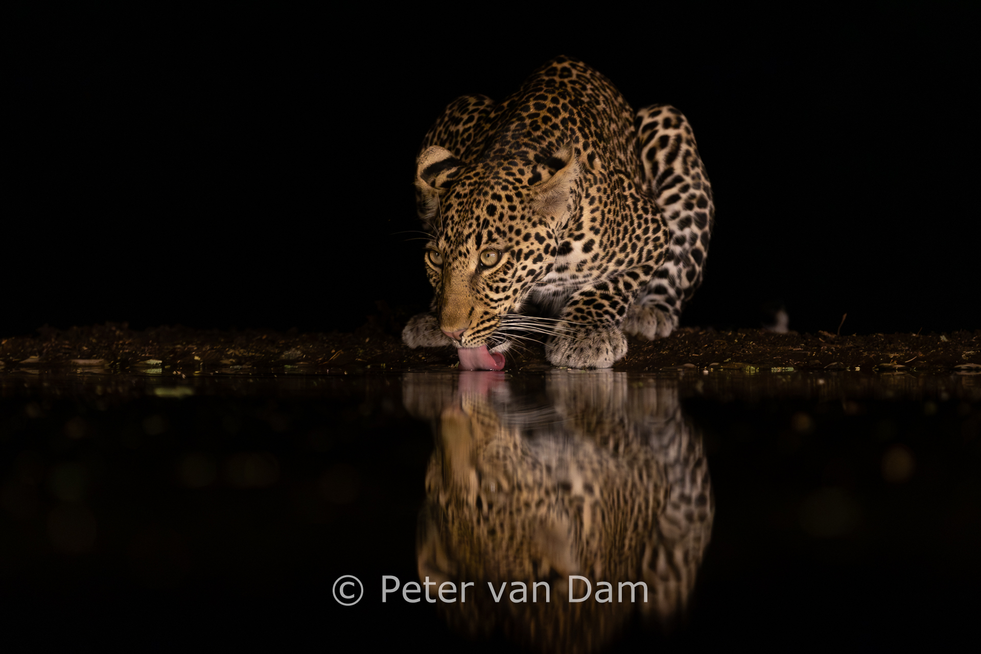 Leopard