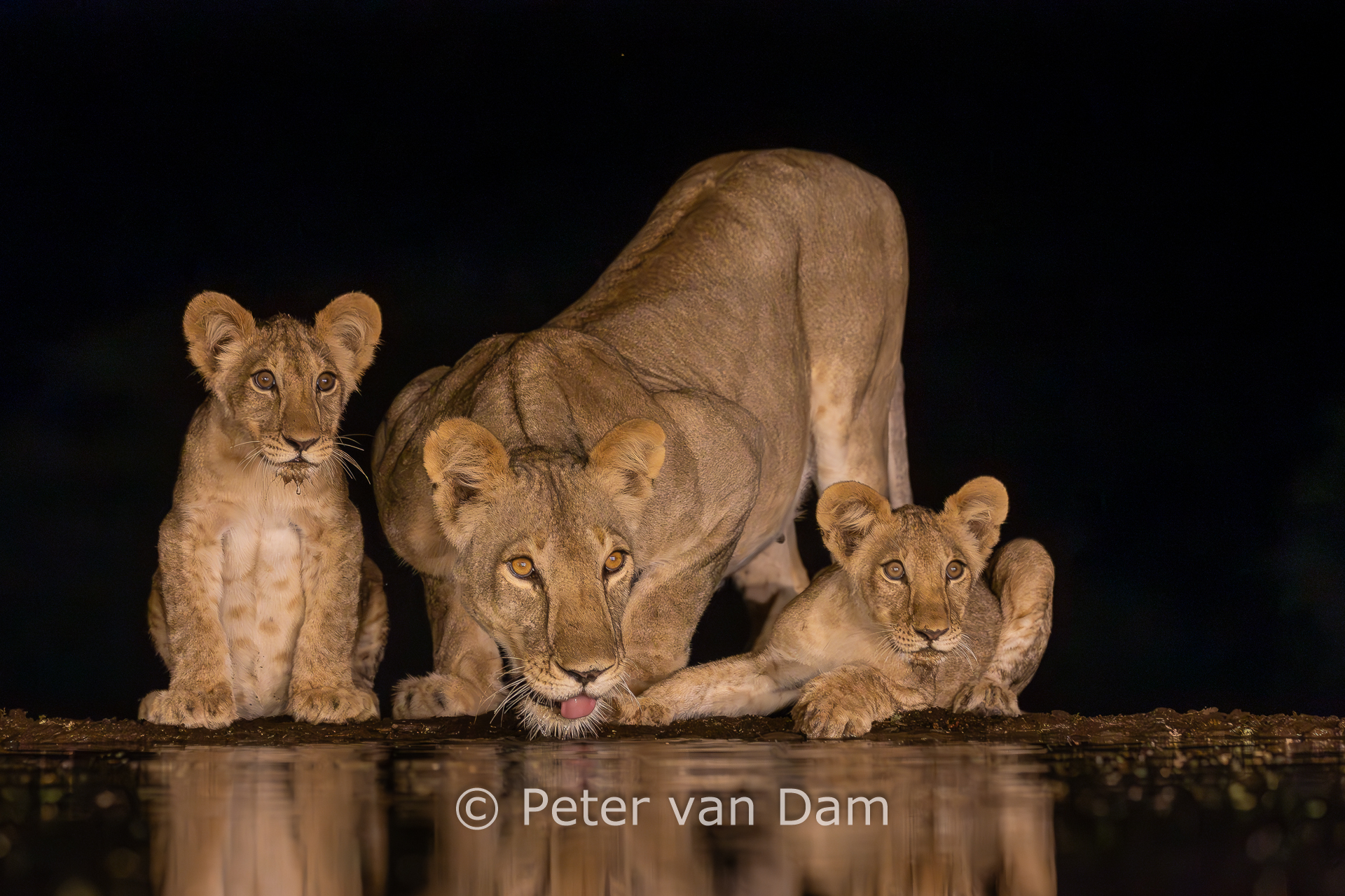 Mother and cubs