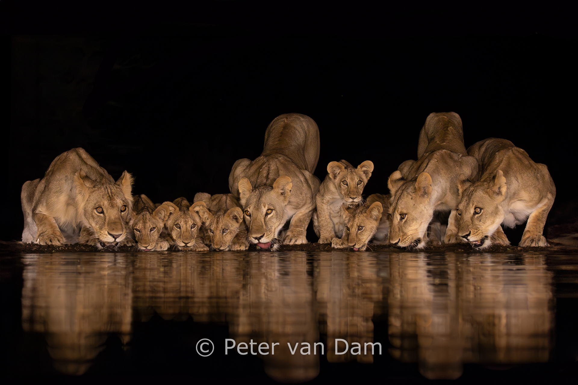 A pride of 4 lionesses and 5 cubs drinking in the night