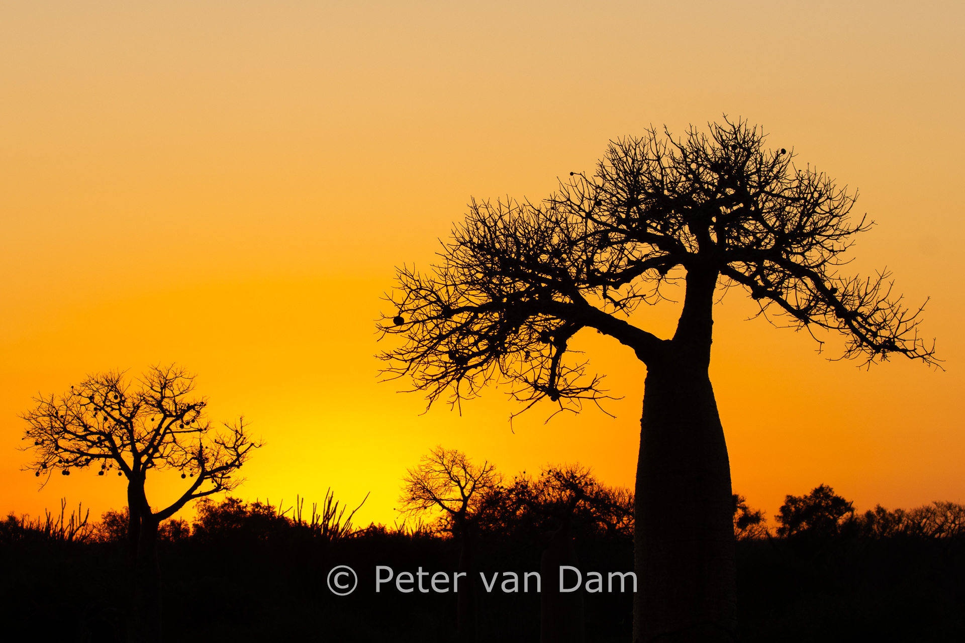 Baobab sunset