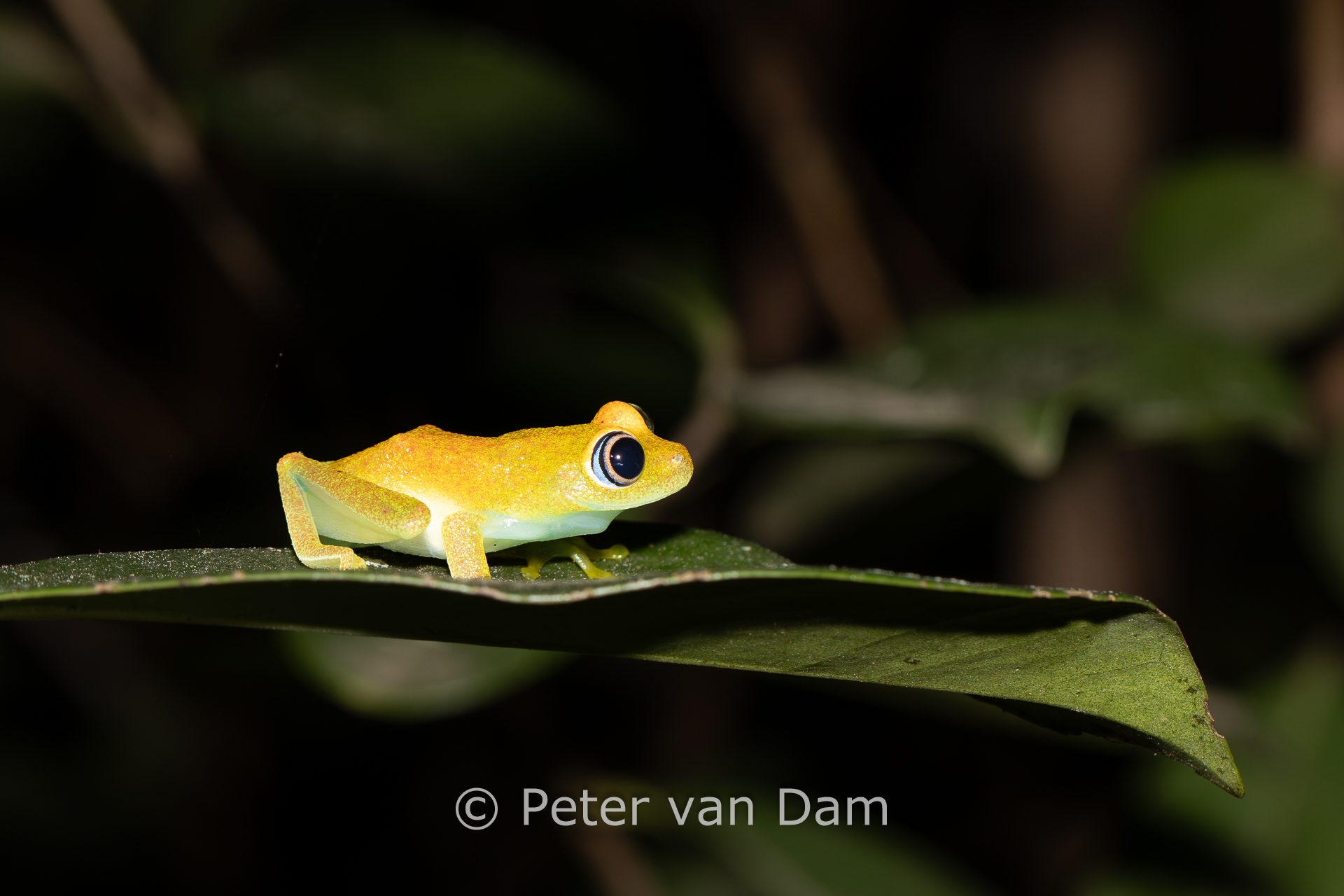 Orange tree frog