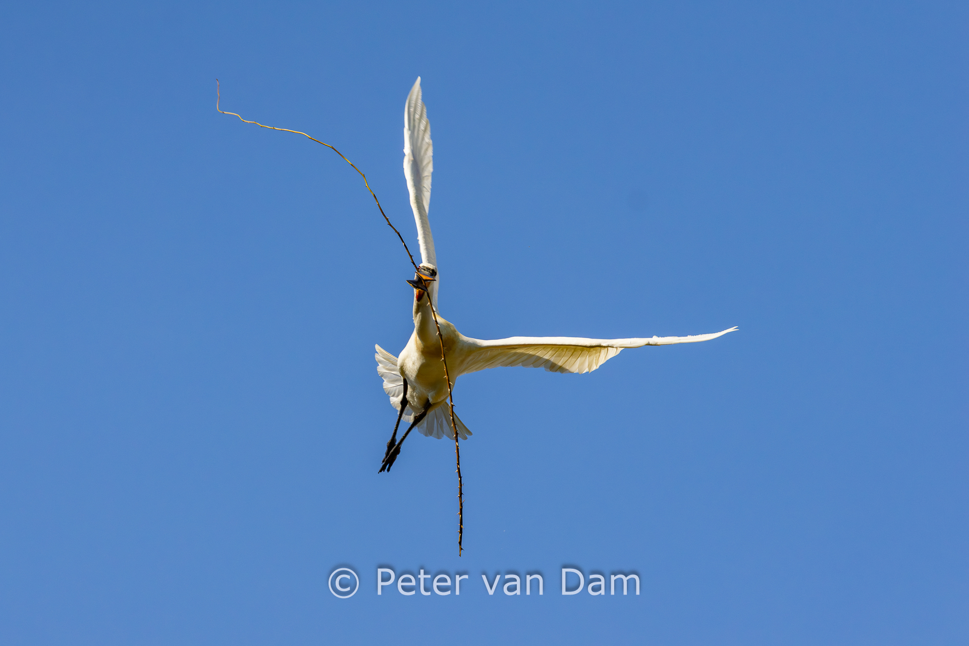 Spoonbill