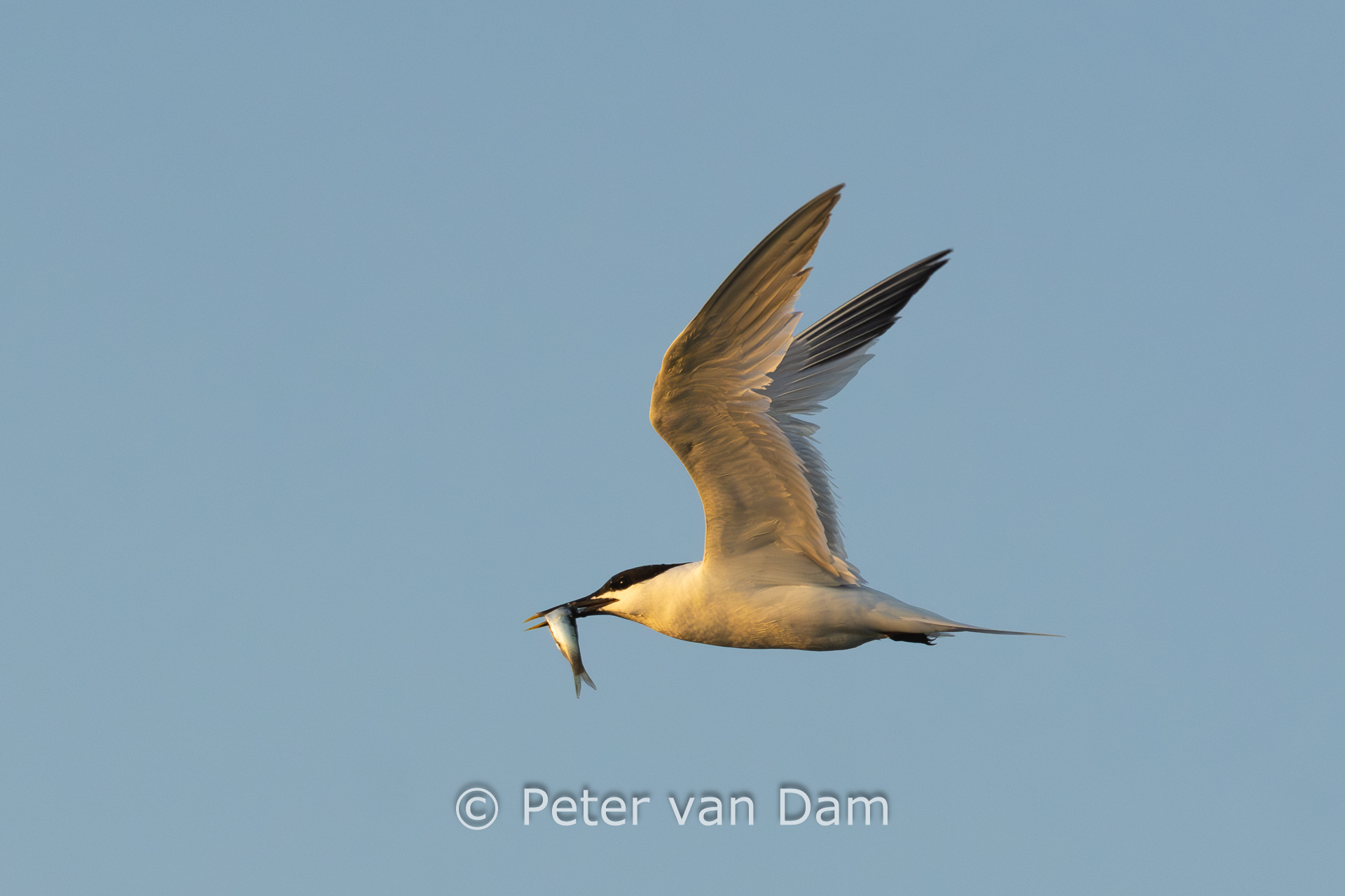 Arctic tern with a catch