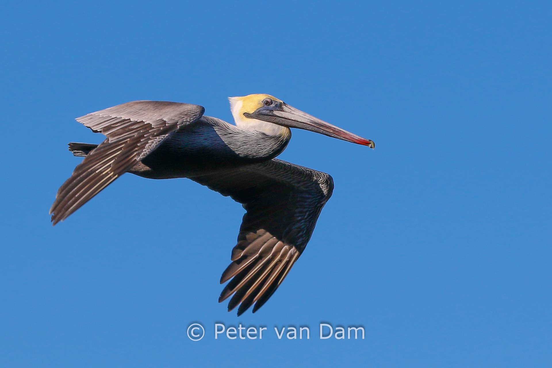 Brown Pelican