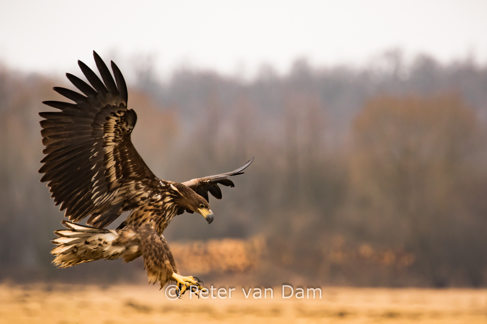White-tailed Eagle