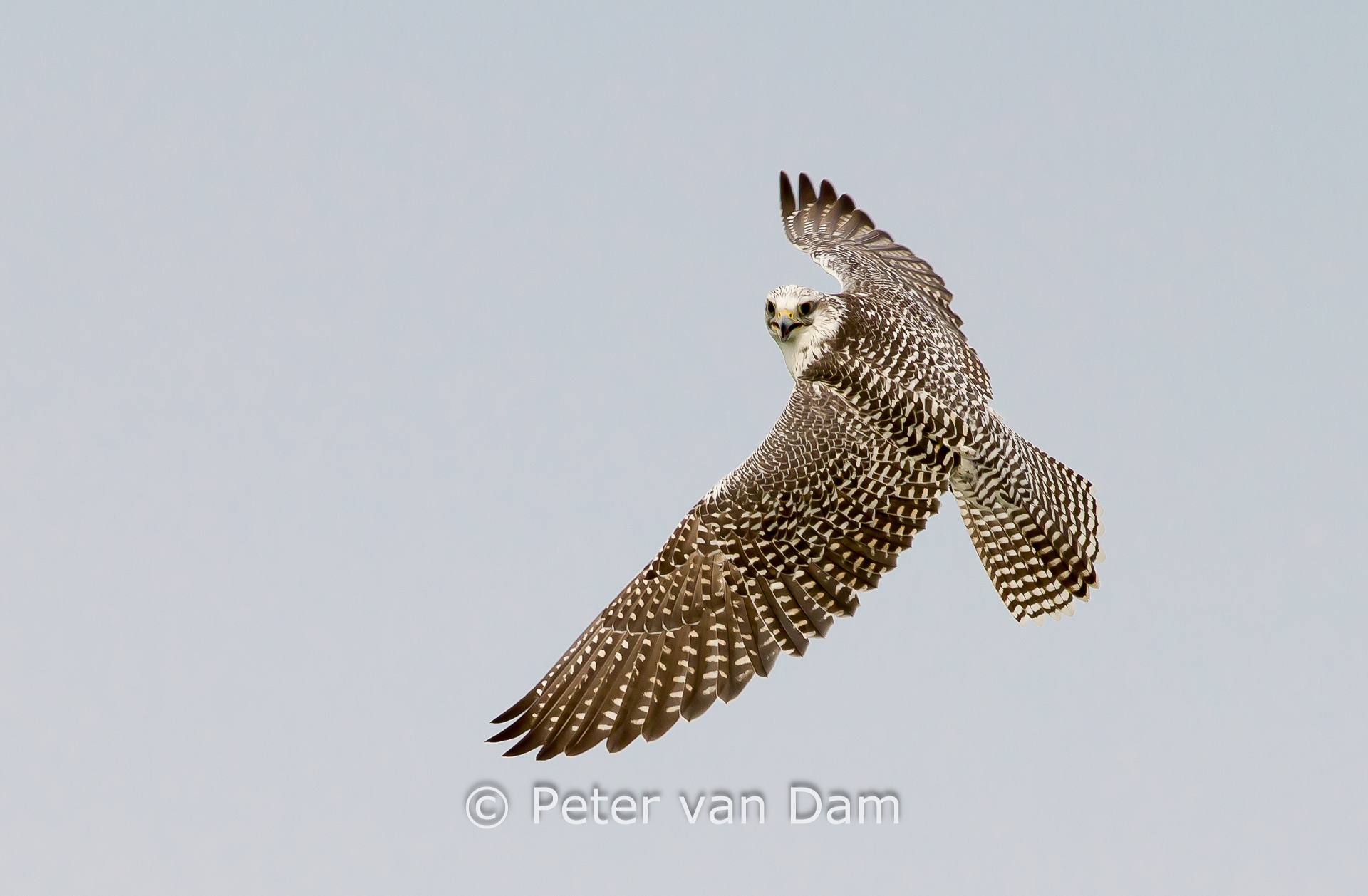 Gyrfalcon