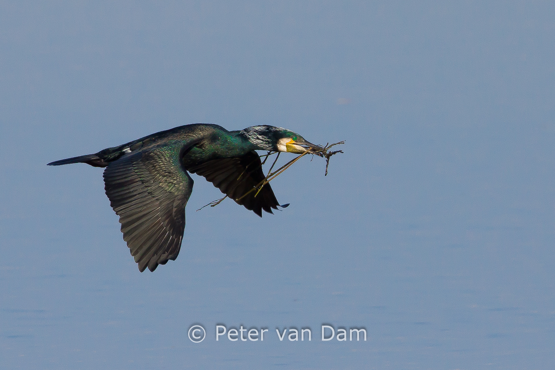Great cormorant