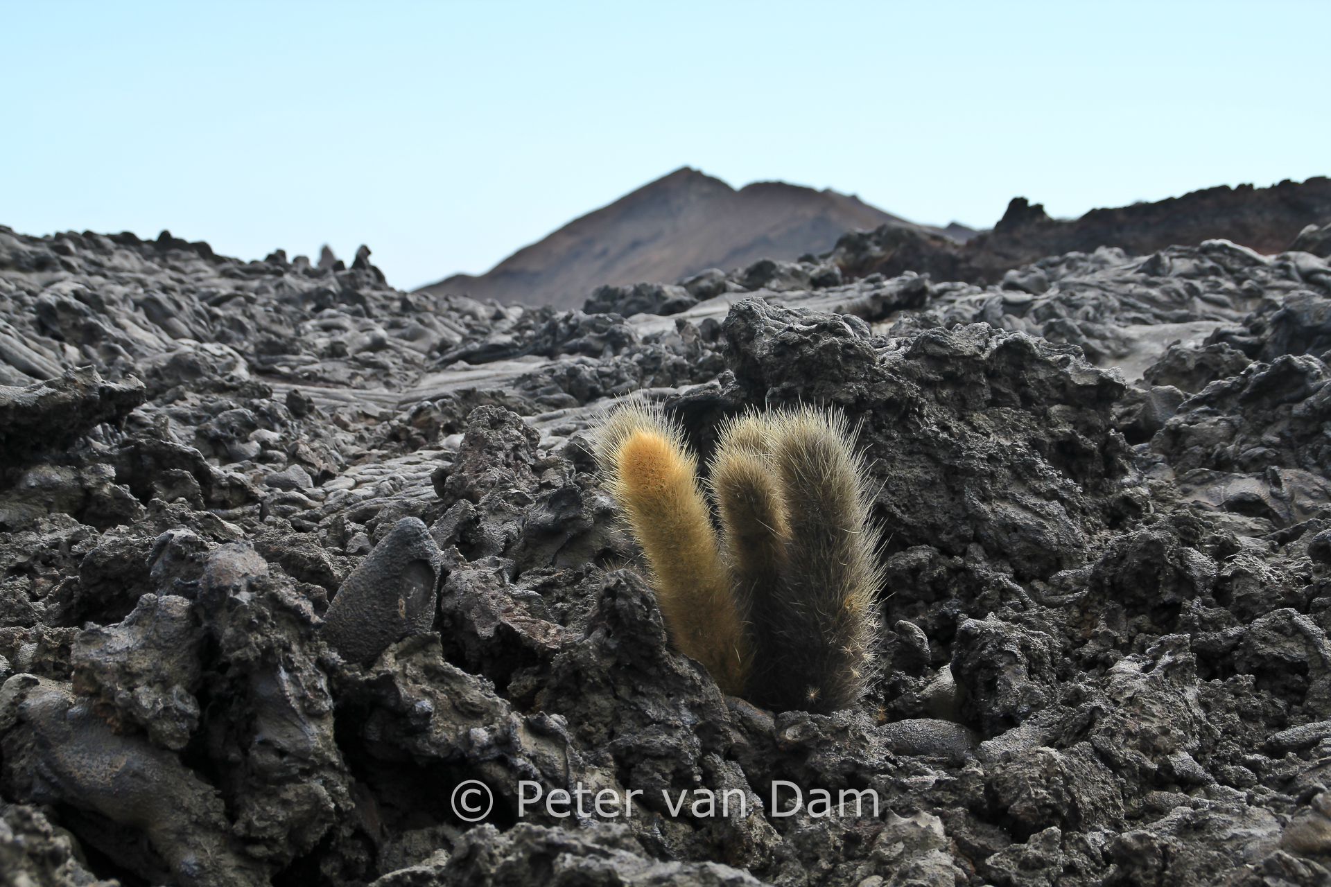 Lava cactus