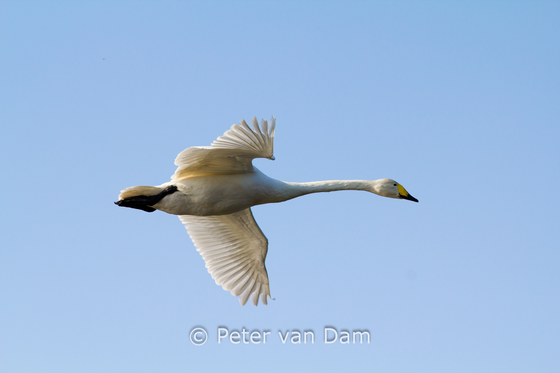 Tundra Swan