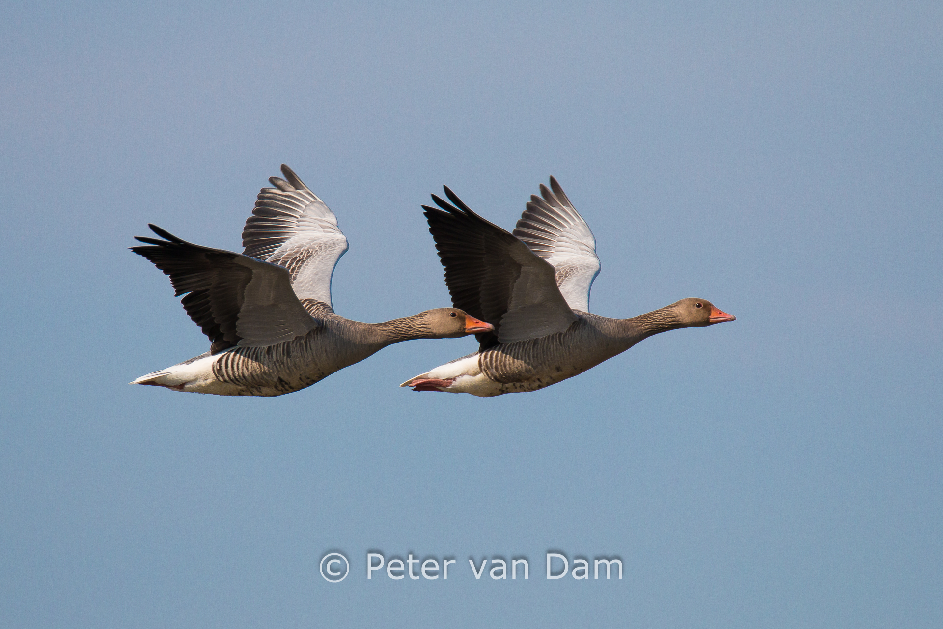 Greylag geese