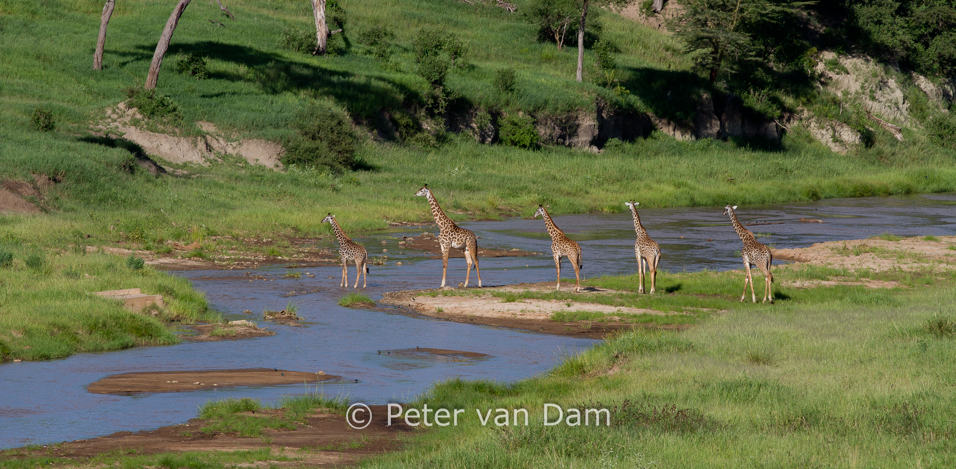 Girafs crossing