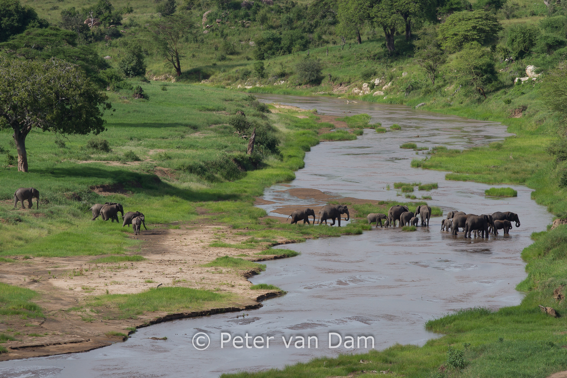 Elephants crossing
