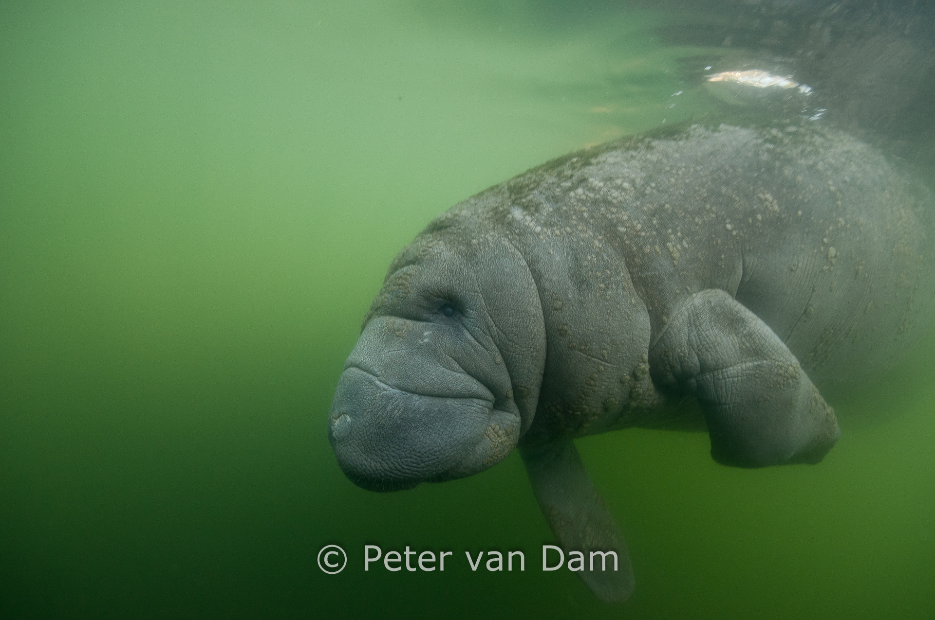 Manatee
