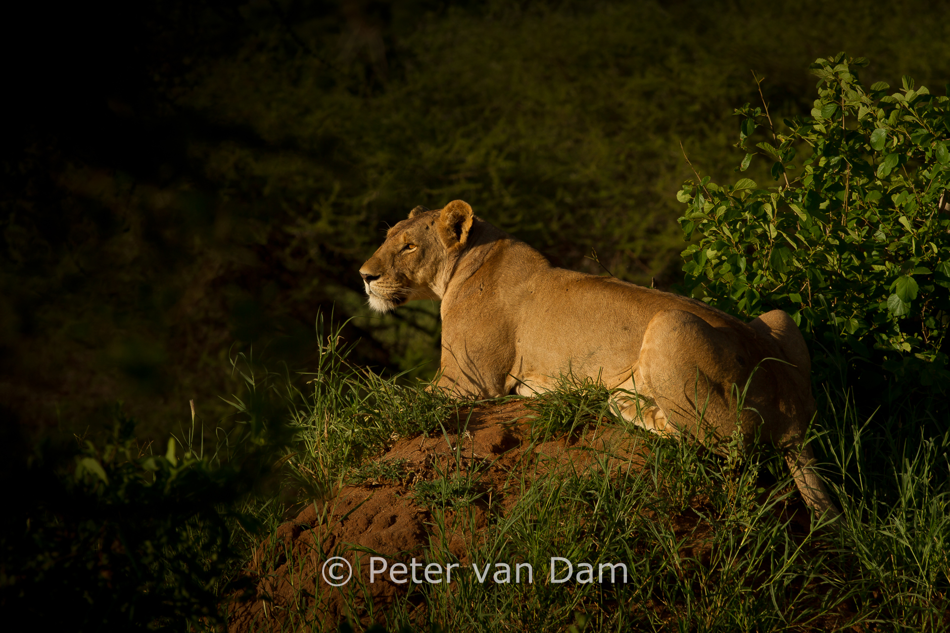 Stalking lioness