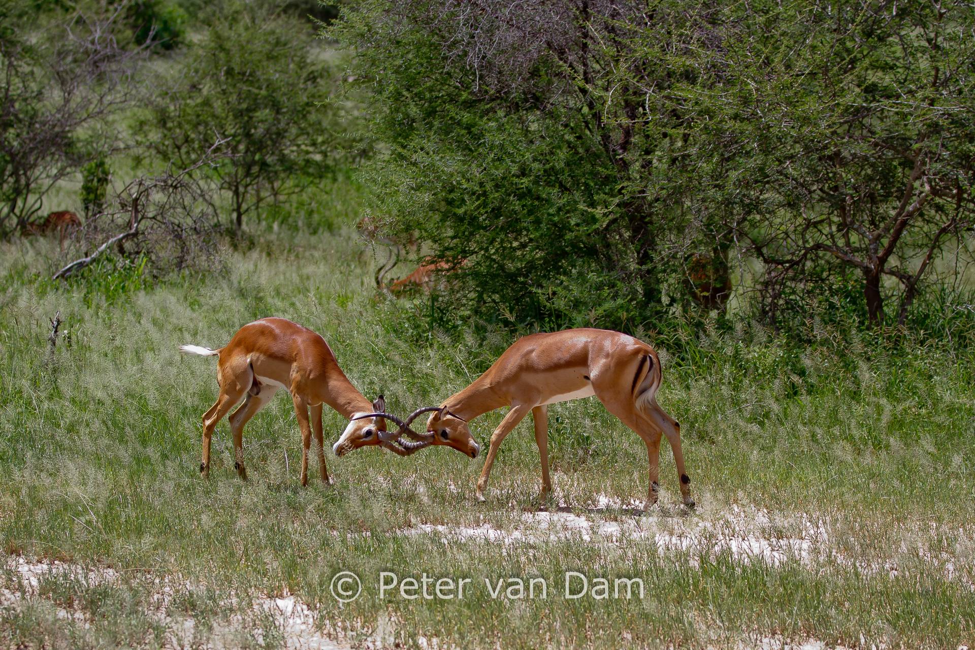 Impalas fighting