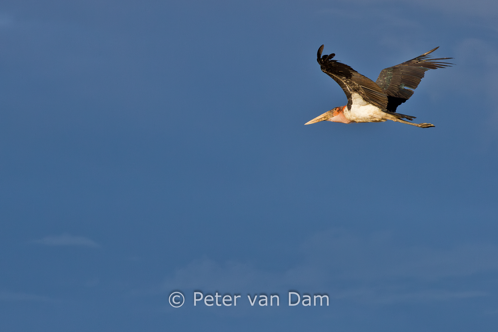 Marabou