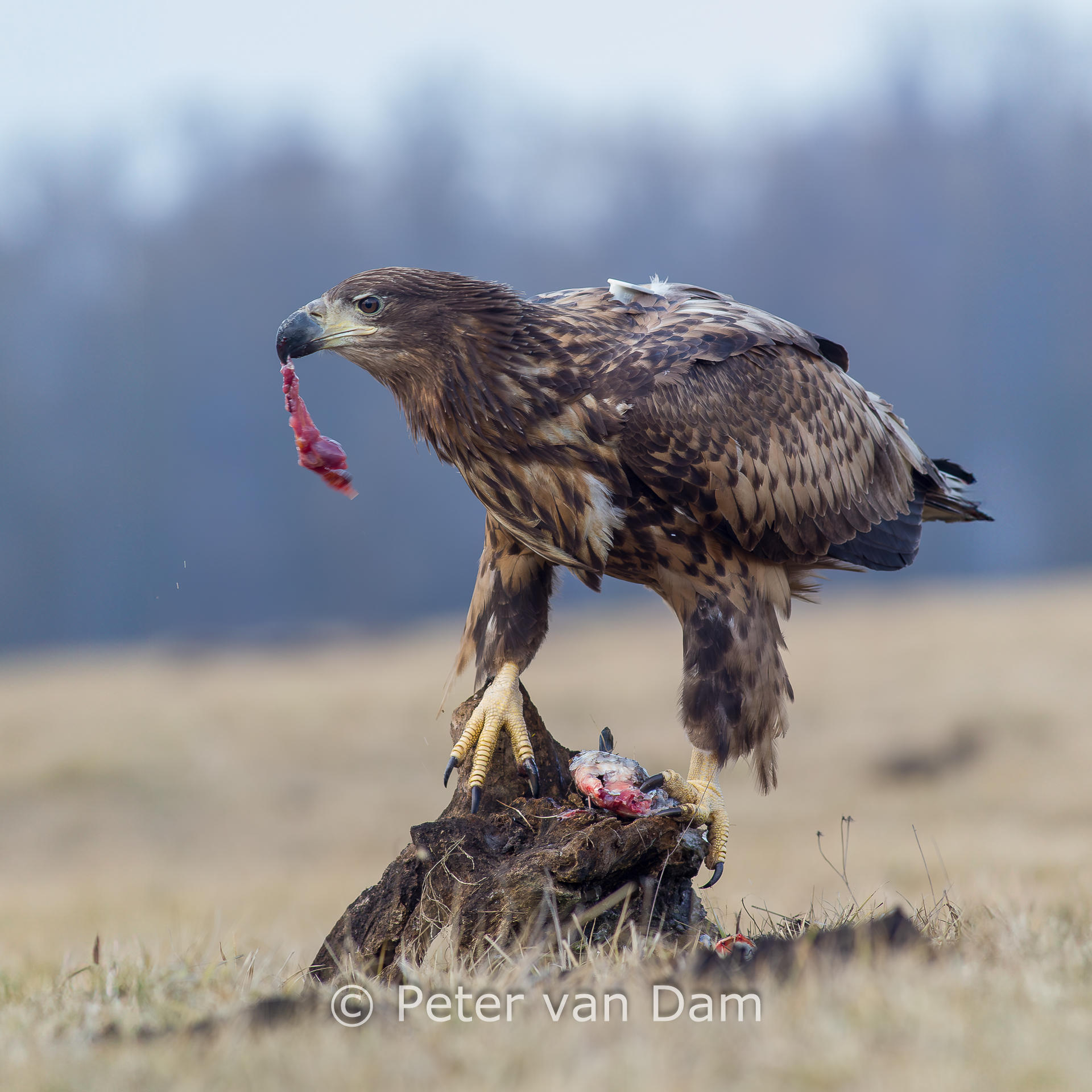 Sea eagle