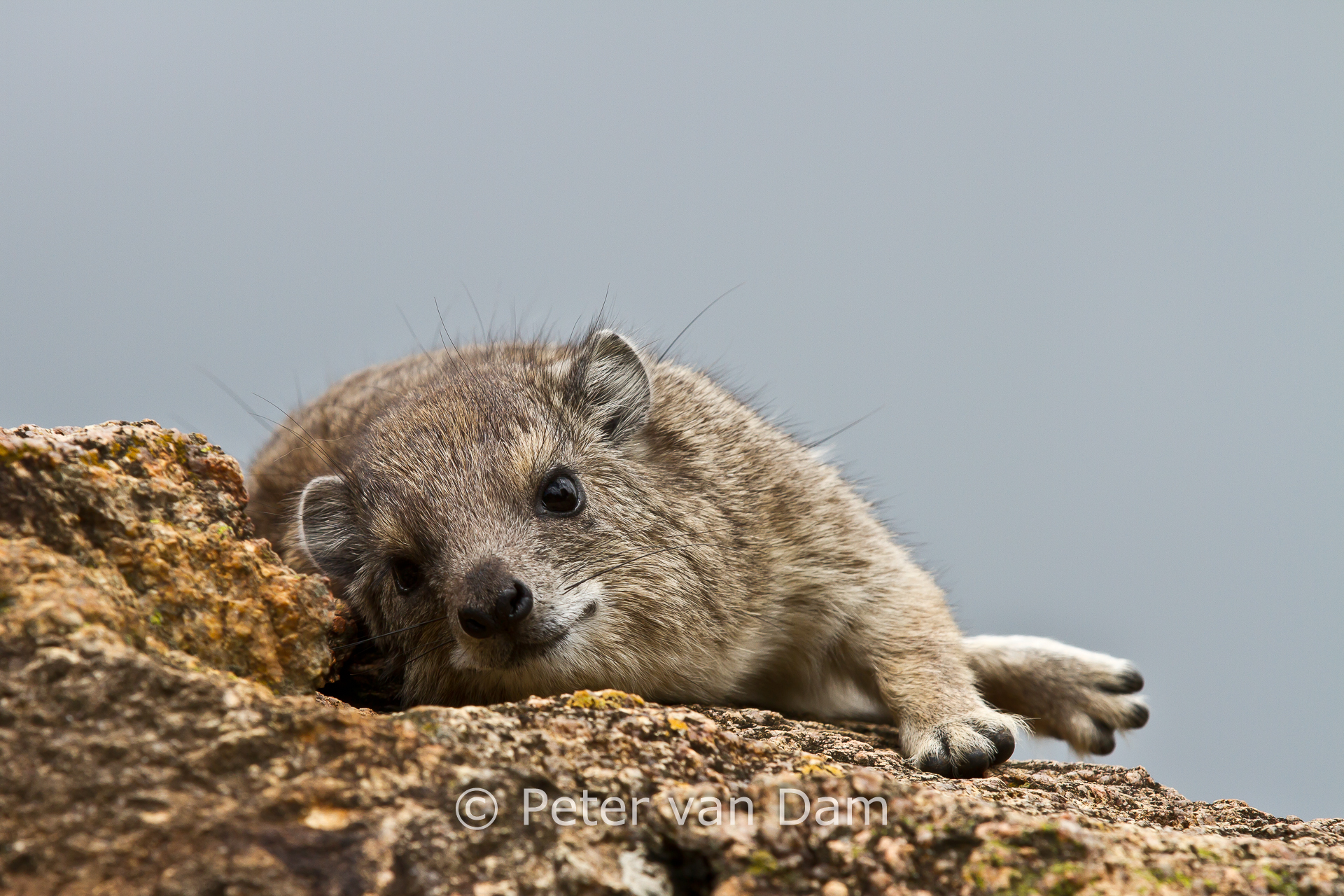 Rock hyrax